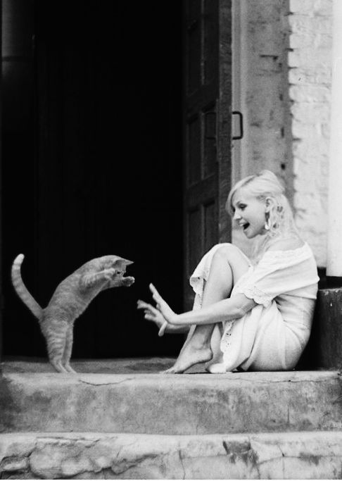 cat